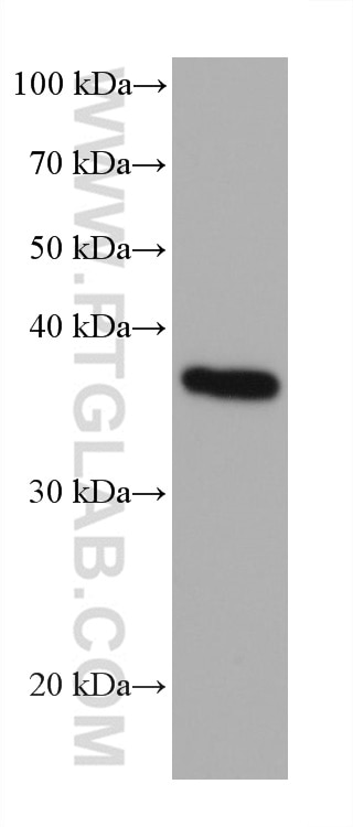 WB analysis of A375 using 60154-2-Ig