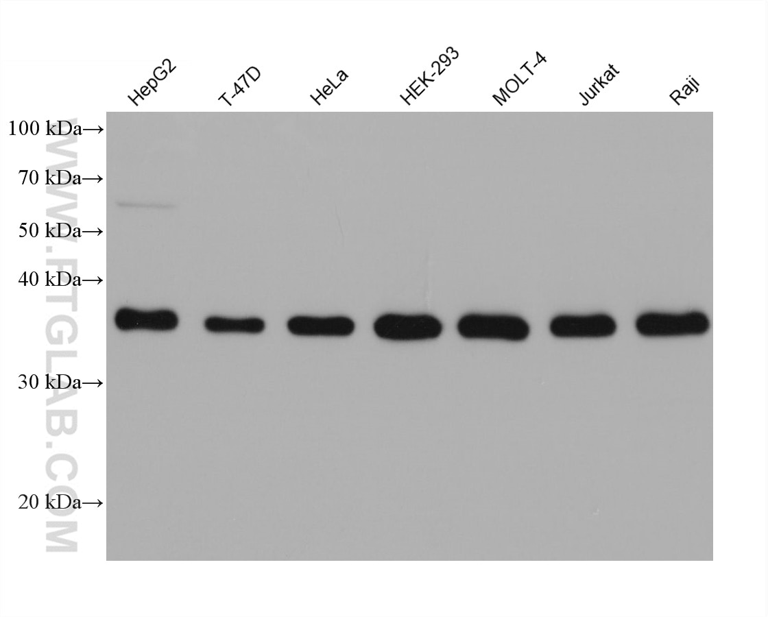 Western Blot (WB) analysis of various lysates using SMN (Human,Mouse,Rat) Monoclonal antibody (60154-2-Ig)