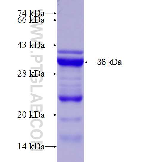 SMN2 fusion protein Ag14333 SDS-PAGE