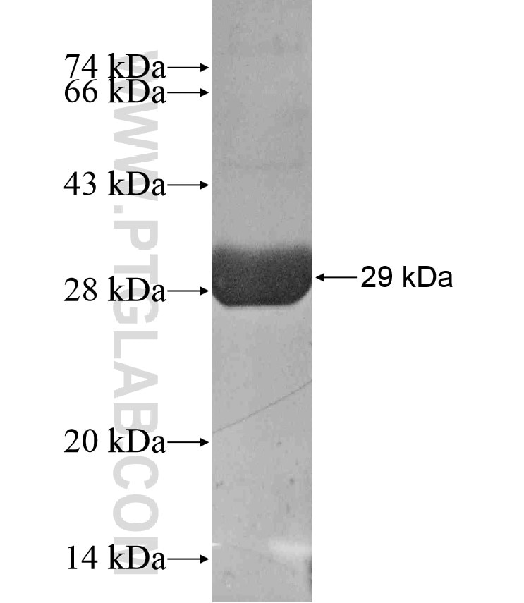 SMN2 fusion protein Ag17790 SDS-PAGE