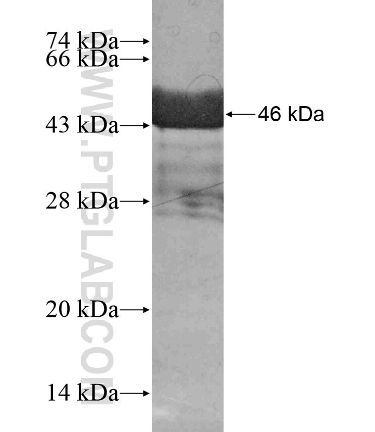 SMN2 fusion protein Ag17798 SDS-PAGE