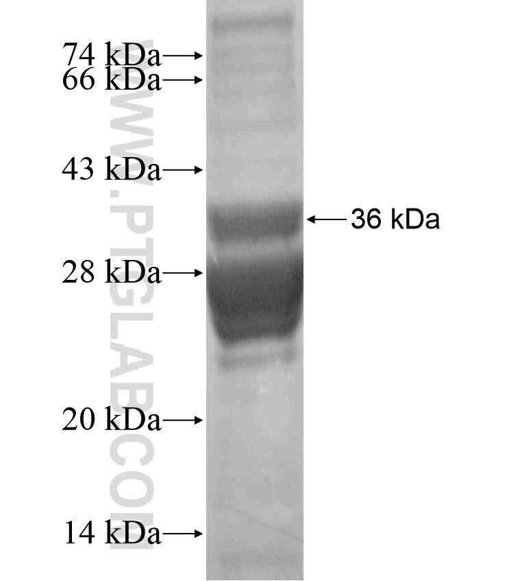 SMN2 fusion protein Ag17799 SDS-PAGE