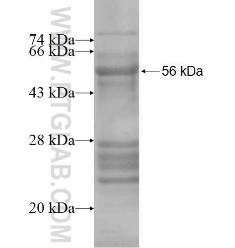 SMN2 fusion protein Ag2260 SDS-PAGE