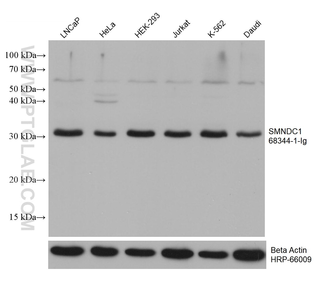 Western Blot (WB) analysis of various lysates using SMNDC1 Monoclonal antibody (68344-1-Ig)