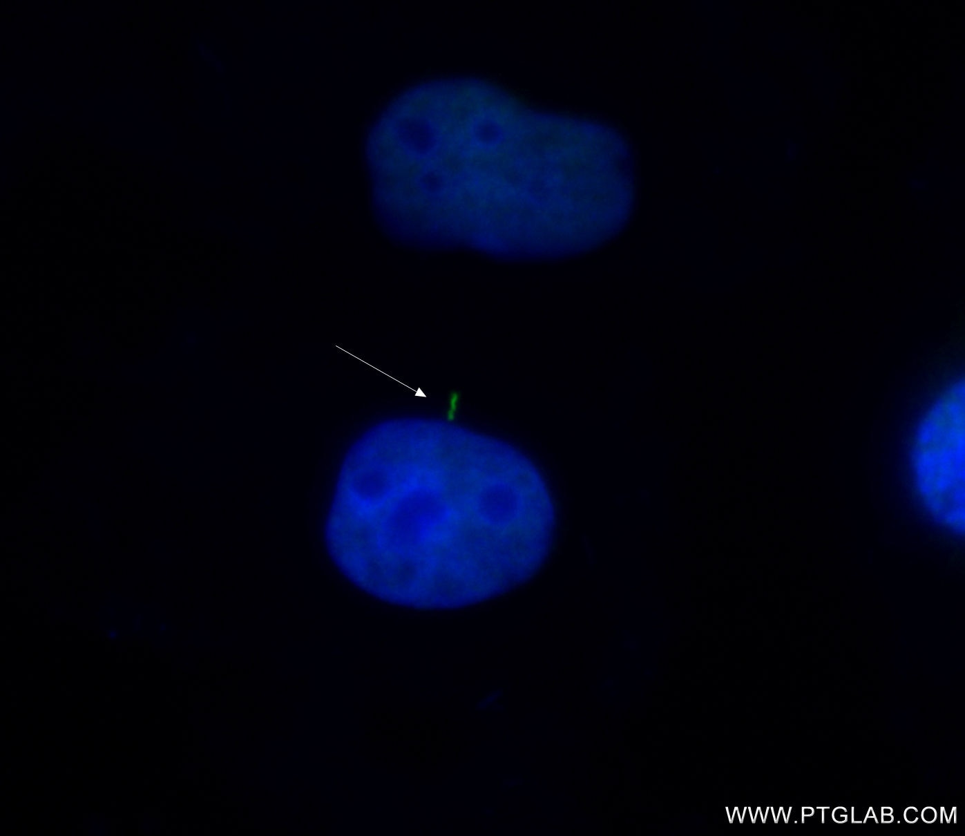 Immunofluorescence (IF) / fluorescent staining of MDCK cells using CoraLite® Plus 488-conjugated SMO Monoclonal antib (CL488-66851)