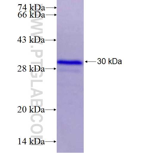 SMO fusion protein Ag25861 SDS-PAGE