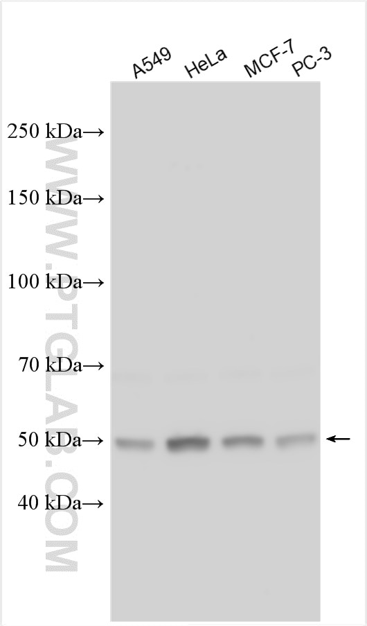 Western Blot (WB) analysis of various lysates using SMOX Polyclonal antibody (15052-1-AP)