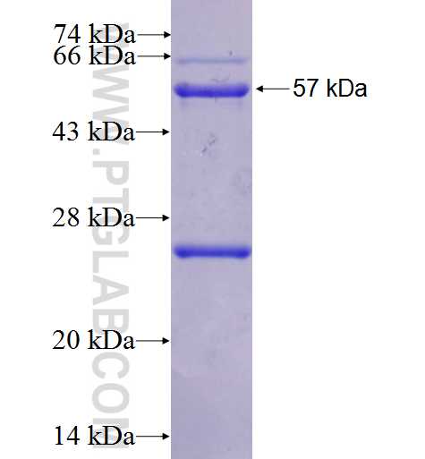 SMOX fusion protein Ag7035 SDS-PAGE