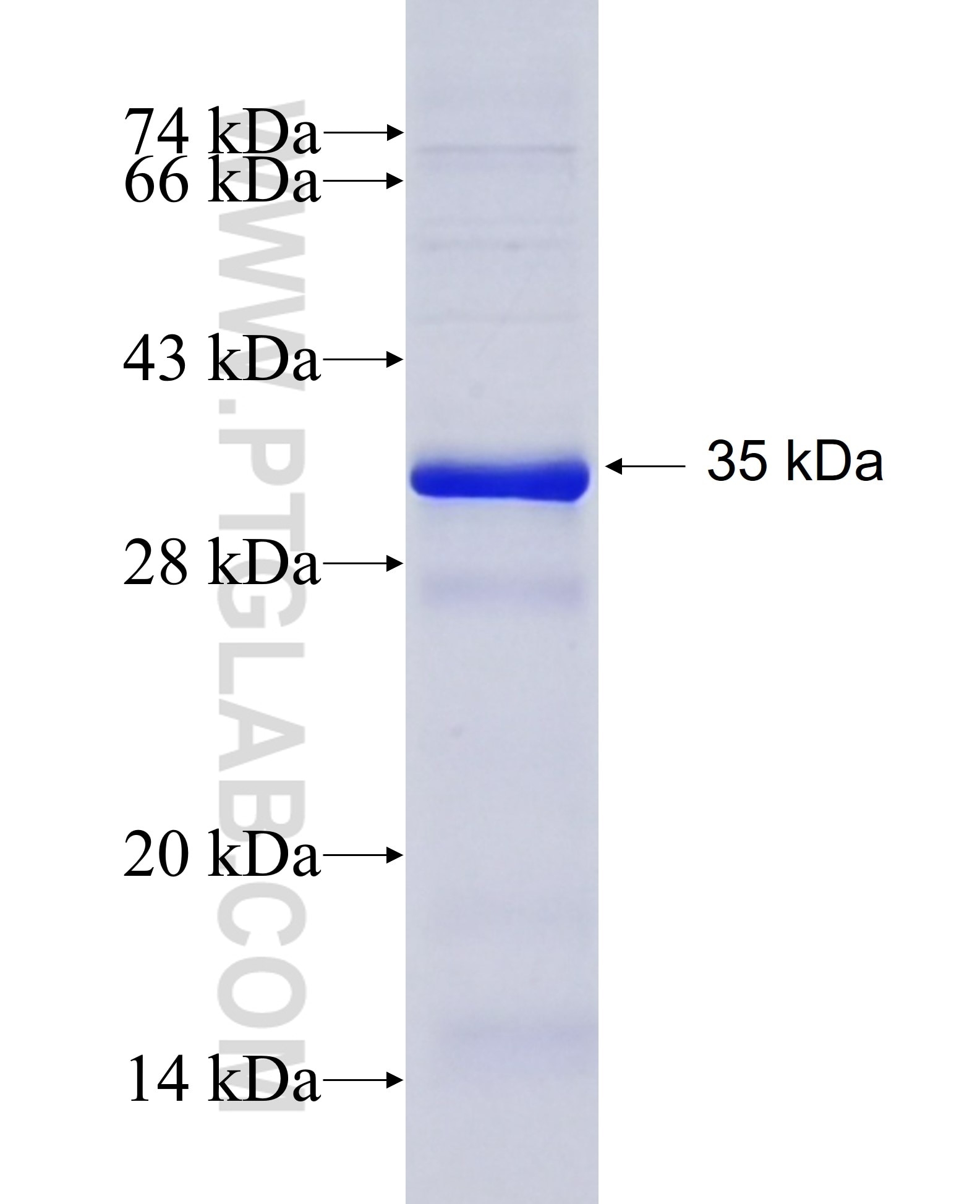 SMPD1,ASM fusion protein Ag6180 SDS-PAGE