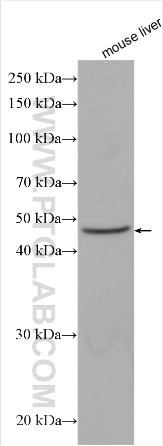 Western Blot (WB) analysis of mouse liver tissue using SMPD2 Polyclonal antibody (15239-1-AP)