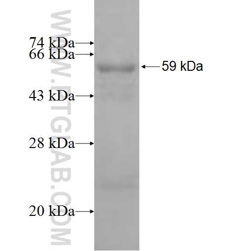 SMPD2 fusion protein Ag7367 SDS-PAGE