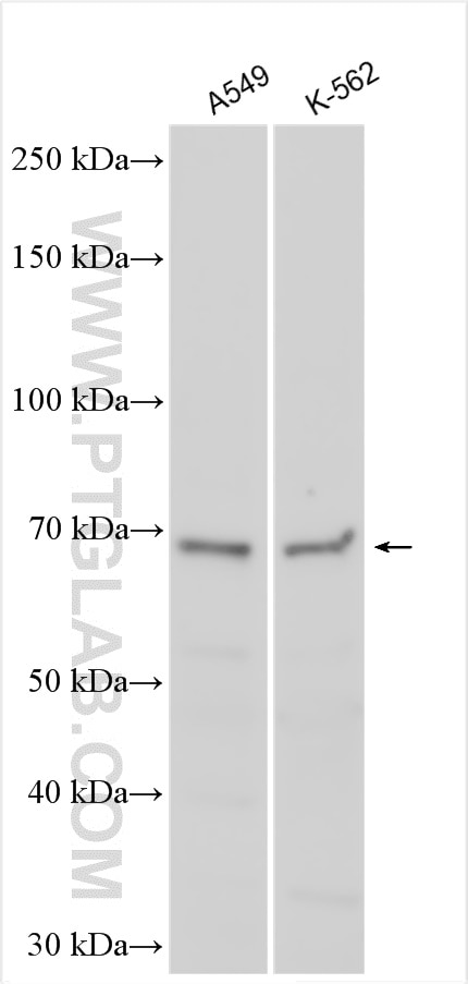 Western Blot (WB) analysis of various lysates using SMPD3 Polyclonal antibody (25613-1-AP)