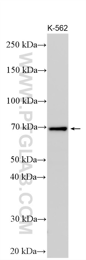 Western Blot (WB) analysis of various lysates using SMPD3 Polyclonal antibody (25613-1-AP)