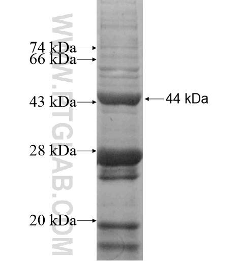 SMPD4 fusion protein Ag6812 SDS-PAGE