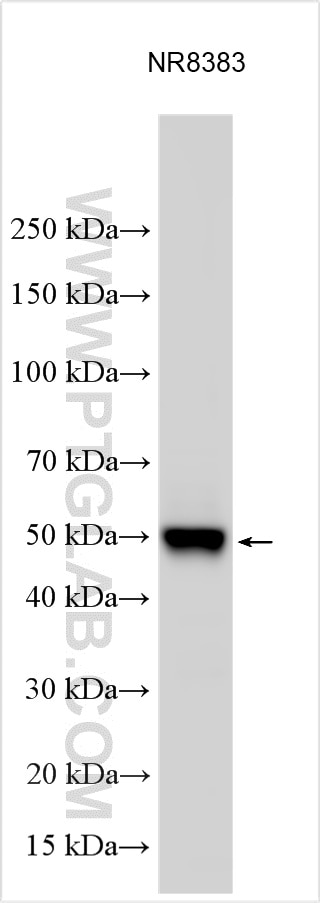 Western Blot (WB) analysis of various lysates using SMPDL3A Polyclonal antibody (16310-1-AP)
