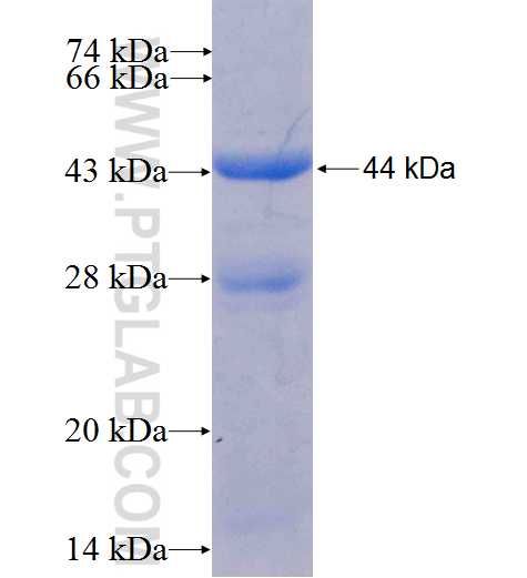 SMPDL3A fusion protein Ag9382 SDS-PAGE