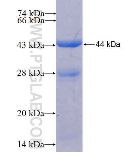 SMPDL3A fusion protein Ag9382 SDS-PAGE