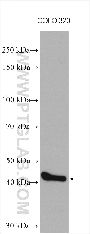 WB analysis using 16552-1-AP