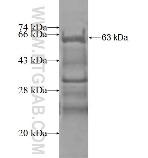 SMPDL3B fusion protein Ag9535 SDS-PAGE