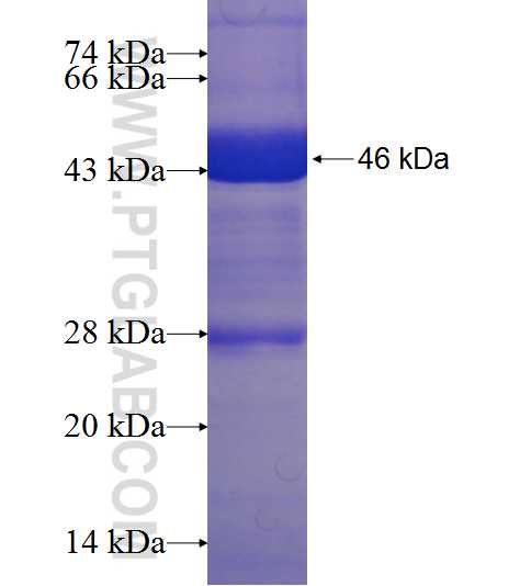 SMPDL3B fusion protein Ag9653 SDS-PAGE