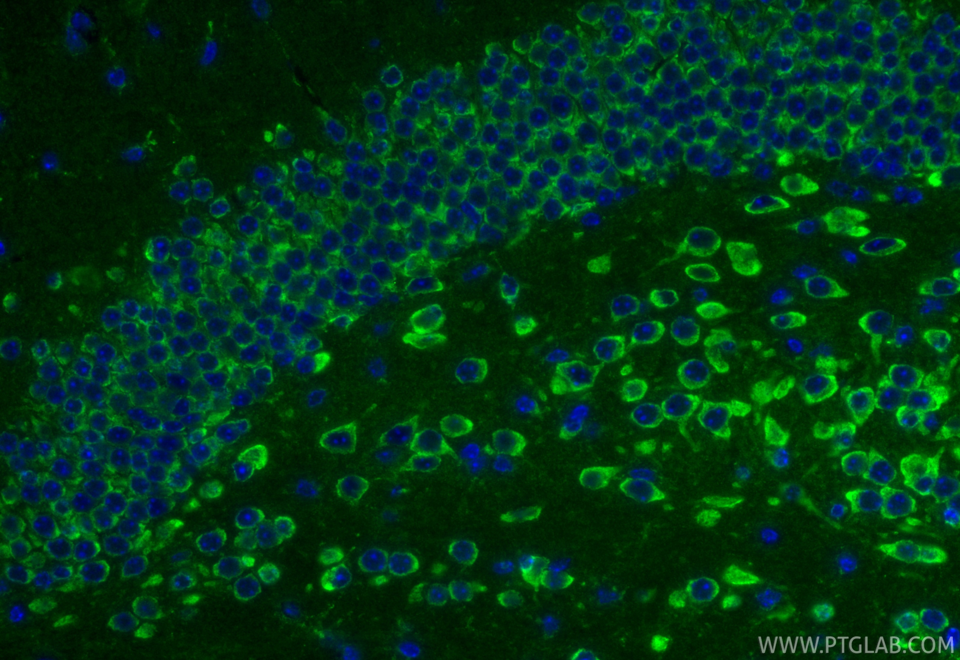 IF Staining of mouse brain using 15791-1-AP Immunofluorescence (IF) / fluorescent staining of mouse brain tissue using SMPX Polyclonal antibody (15791-1-AP)