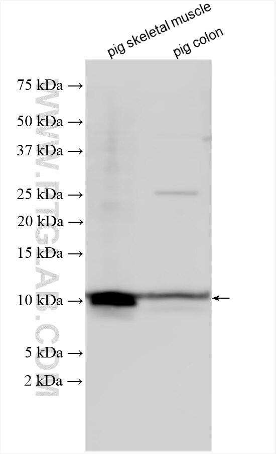 Western Blot (WB) analysis of various lysates using SMPX Polyclonal antibody (15791-1-AP)
