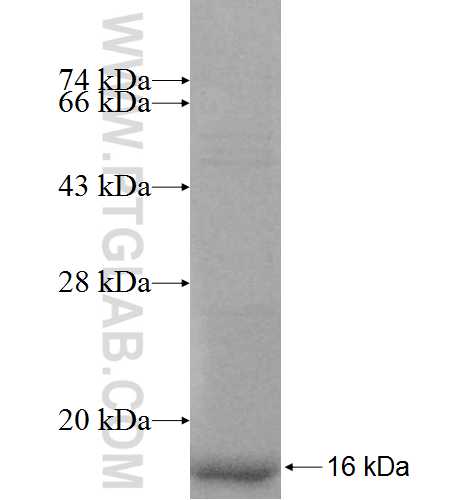 SMPX fusion protein Ag8518 SDS-PAGE