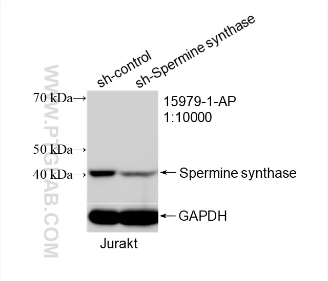 Western Blot (WB) analysis of Jurkat cells using Spermine synthase Polyclonal antibody (15979-1-AP)