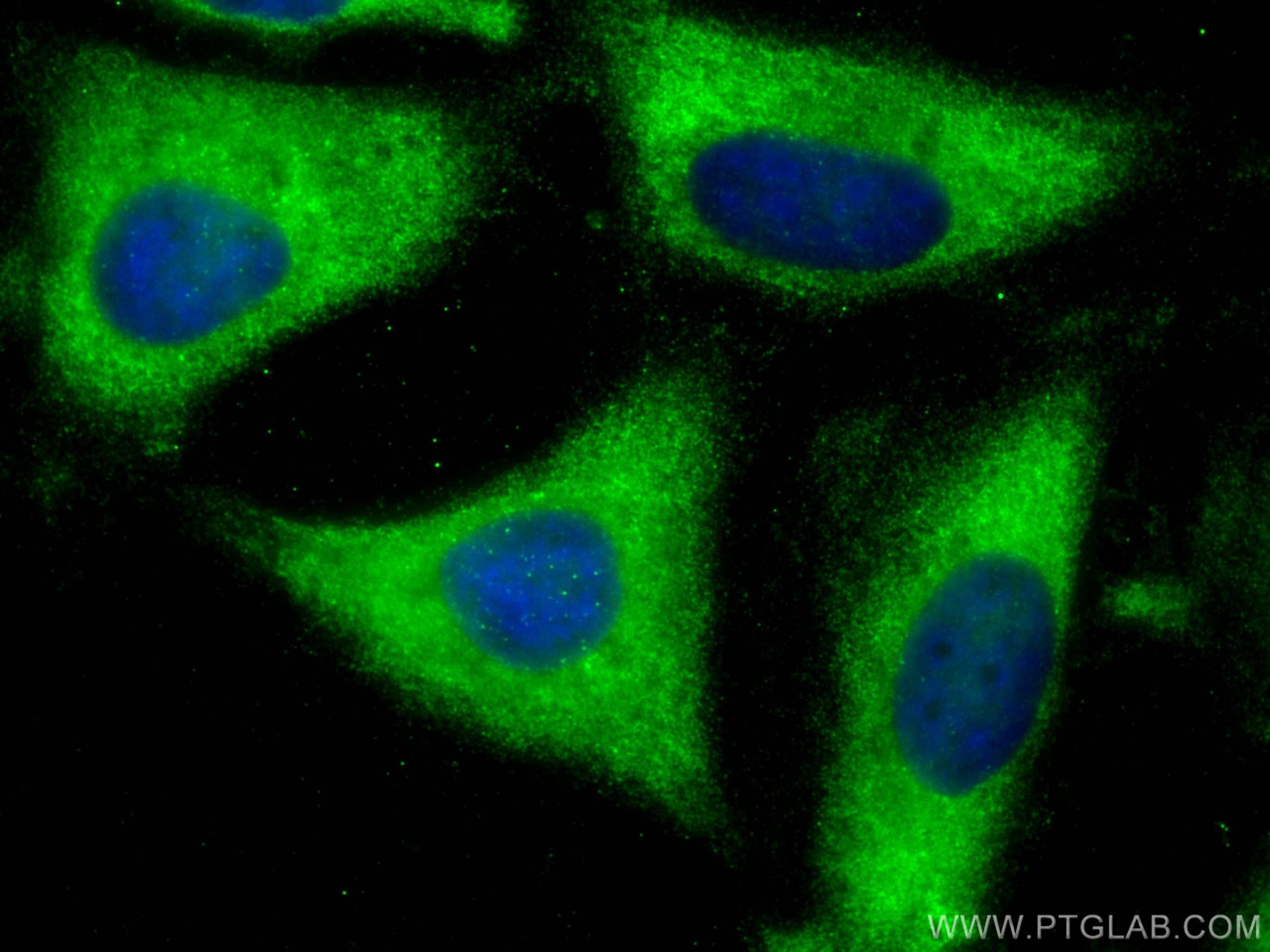 Immunofluorescence (IF) / fluorescent staining of HeLa cells using SMS Monoclonal antibody (68040-1-Ig)