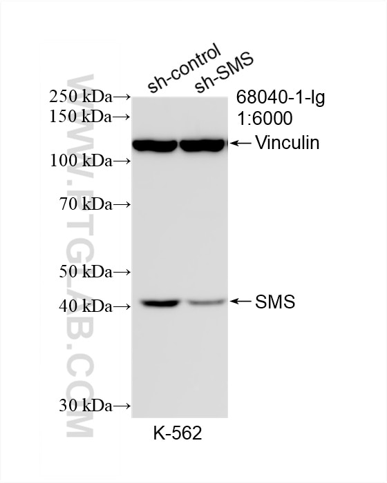 Western Blot (WB) analysis of K-562 cells using SMS Monoclonal antibody (68040-1-Ig)