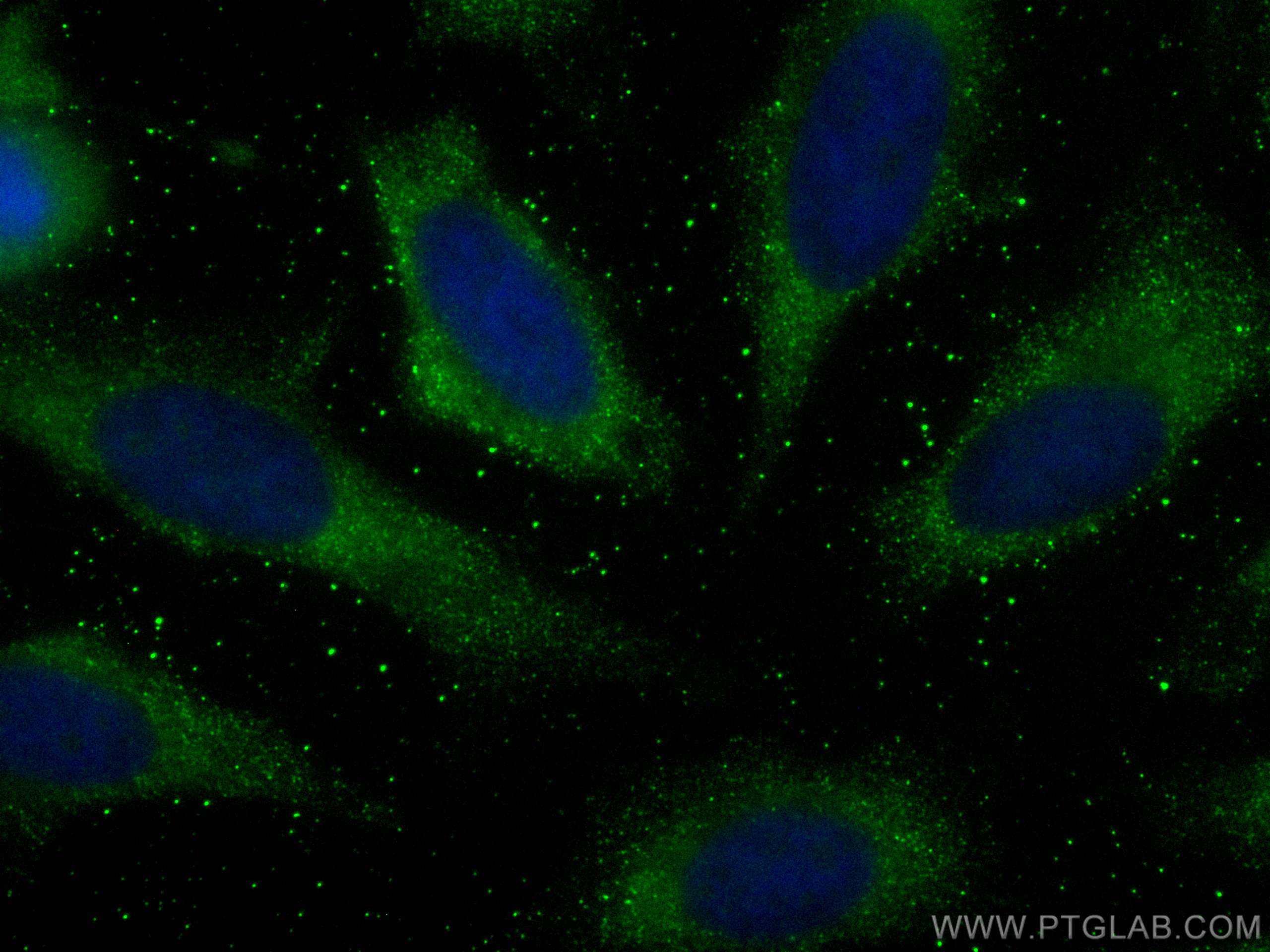 Immunofluorescence (IF) / fluorescent staining of HeLa cells using CoraLite® Plus 488-conjugated SMS Monoclonal antib (CL488-68040)