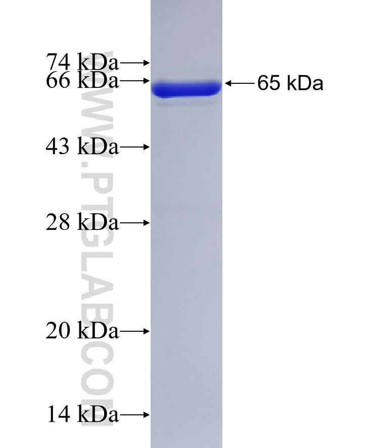SMS fusion protein Ag8767 SDS-PAGE