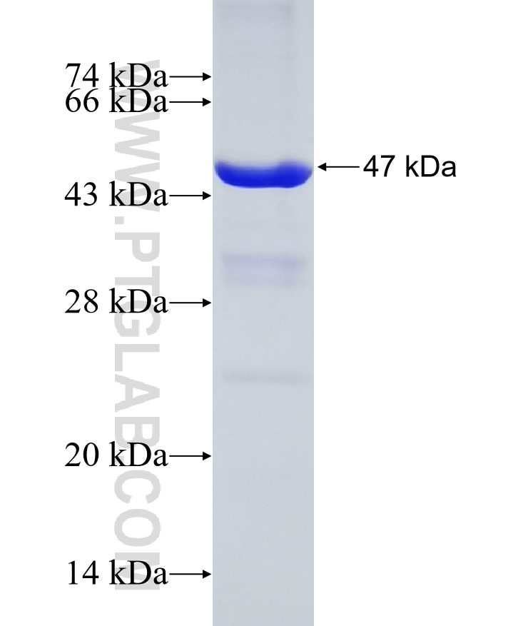 SMS fusion protein Ag8840 SDS-PAGE