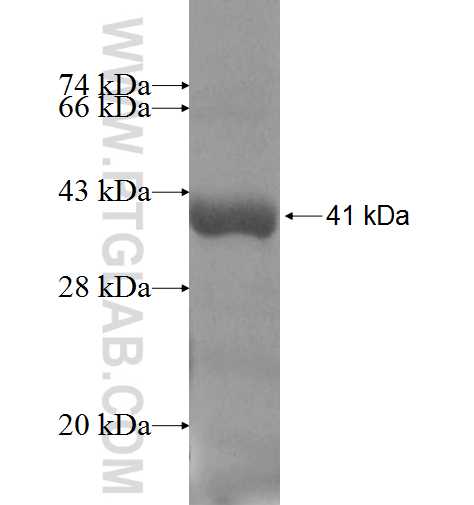 SMTNL2 fusion protein Ag6395 SDS-PAGE