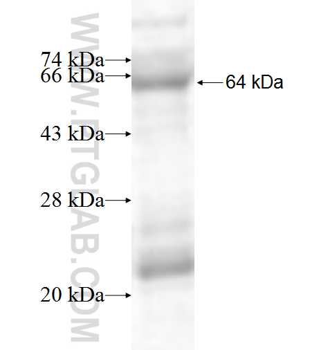 SMU1 fusion protein Ag7688 SDS-PAGE
