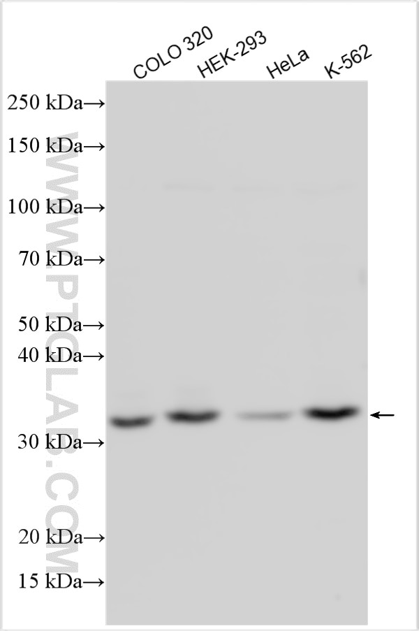 Western Blot (WB) analysis of various lysates using SMUG1 Polyclonal antibody (19857-1-AP)