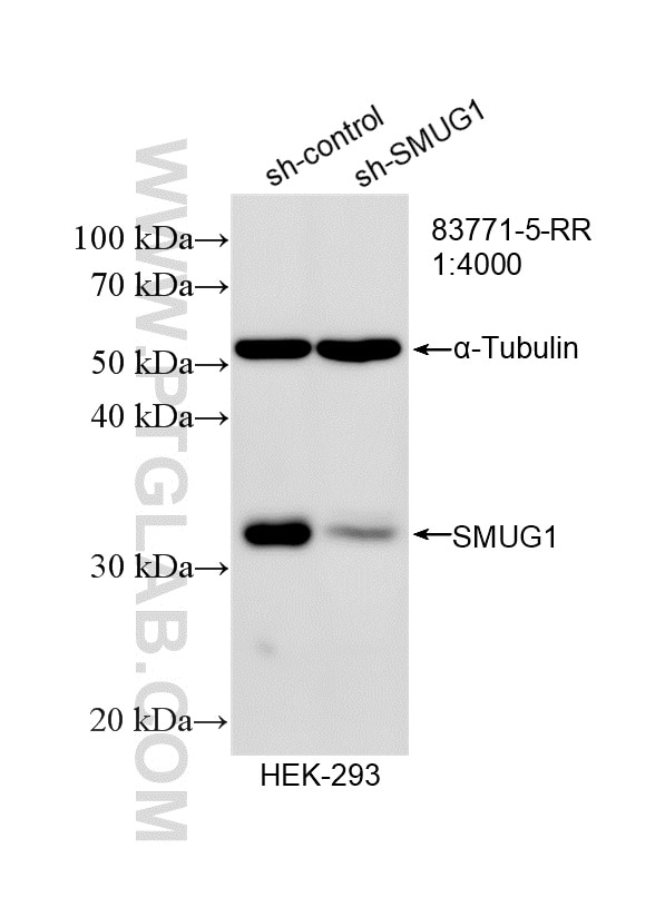 WB result of SMUG1 antibody (83771-5-RR; 1:4000; incubated at room temperature for 1.5 hours) with sh-Control and sh-SMUG1 transfected HEK-293 cells. Western Blot (WB) analysis of HEK-293 cells using SMUG1 Recombinant monoclonal antibody (83771-5-RR)