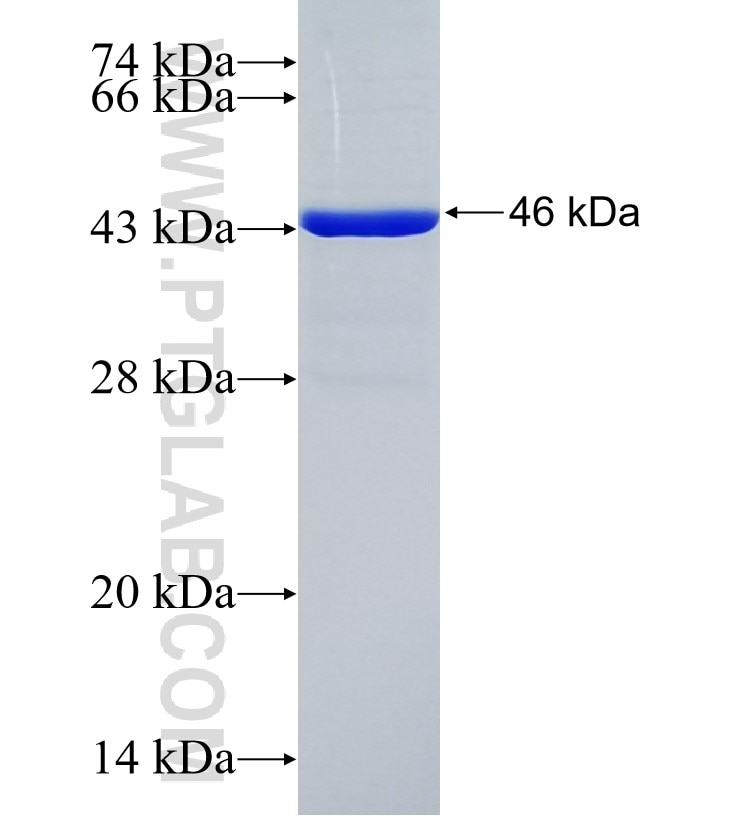 SMUG1 fusion protein Ag13934 SDS-PAGE