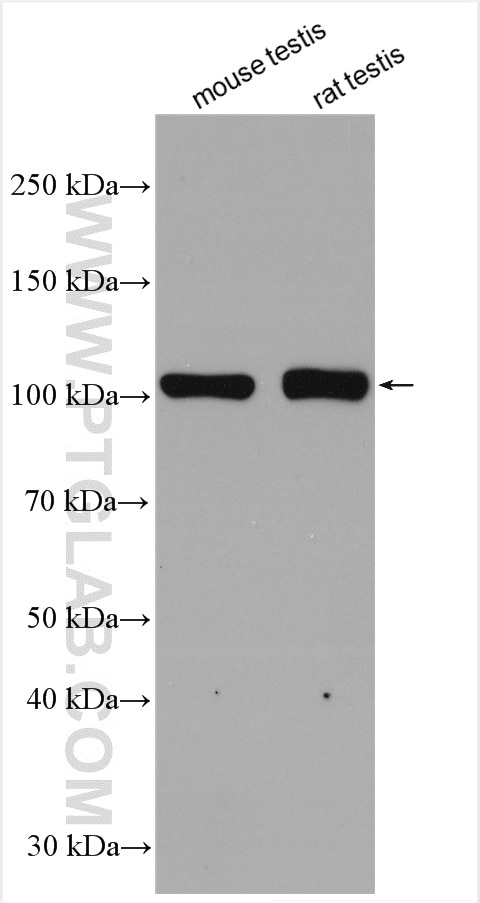 Western Blot (WB) analysis of various lysates using SMURF1 Polyclonal antibody (55175-1-AP)