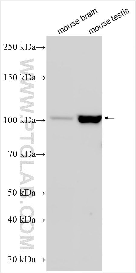 Western Blot (WB) analysis of various lysates using SMURF1 Polyclonal antibody (55175-1-AP)