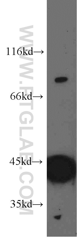 SMURF1 Polyclonal antibody