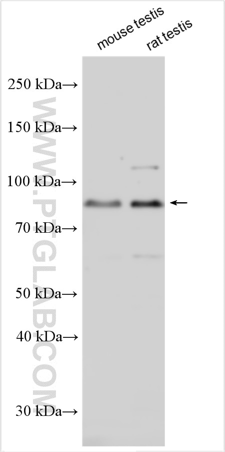 Western Blot (WB) analysis of various lysates using SMURF2 Polyclonal antibody (18038-1-AP)
