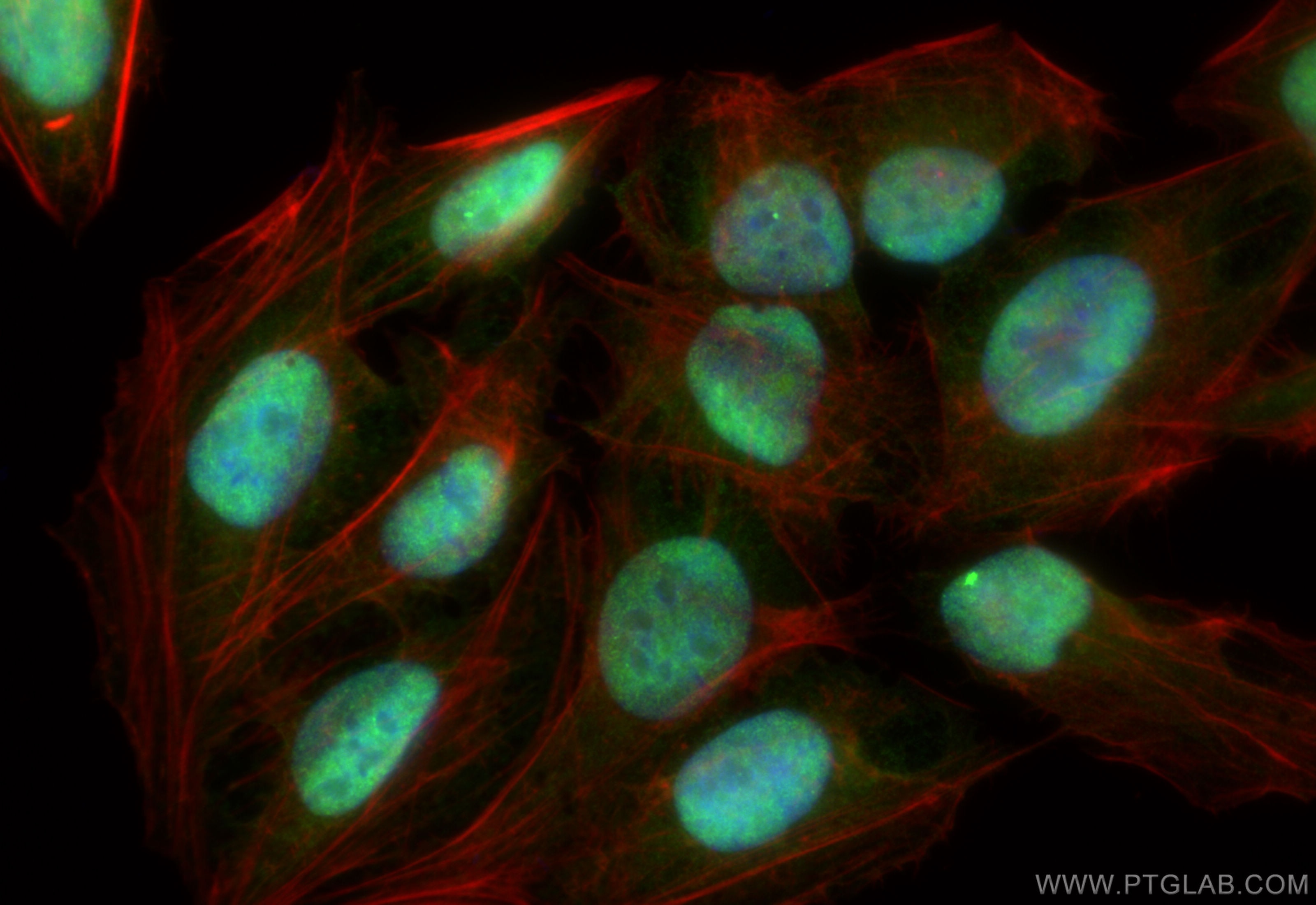 Immunofluorescence (IF) / fluorescent staining of U2OS cells using SMURF2 Recombinant antibody (84445-1-RR)