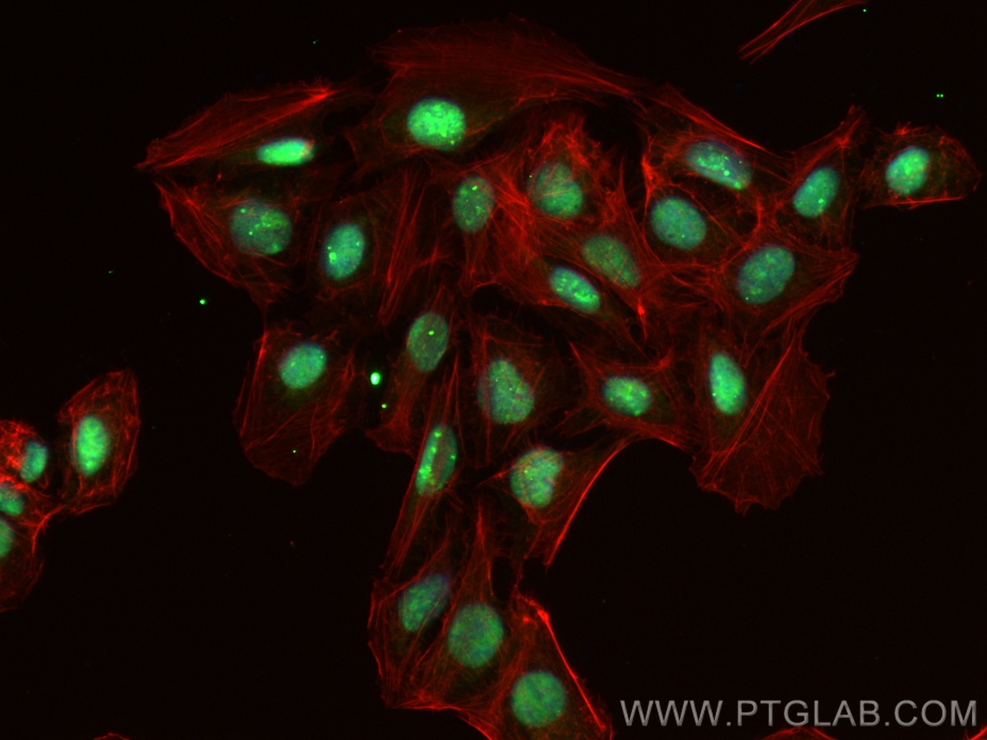 Immunofluorescence (IF) / fluorescent staining of U2OS cells using CoraLite® Plus 488-conjugated SMURF2 Recombinant a (CL488-84445)
