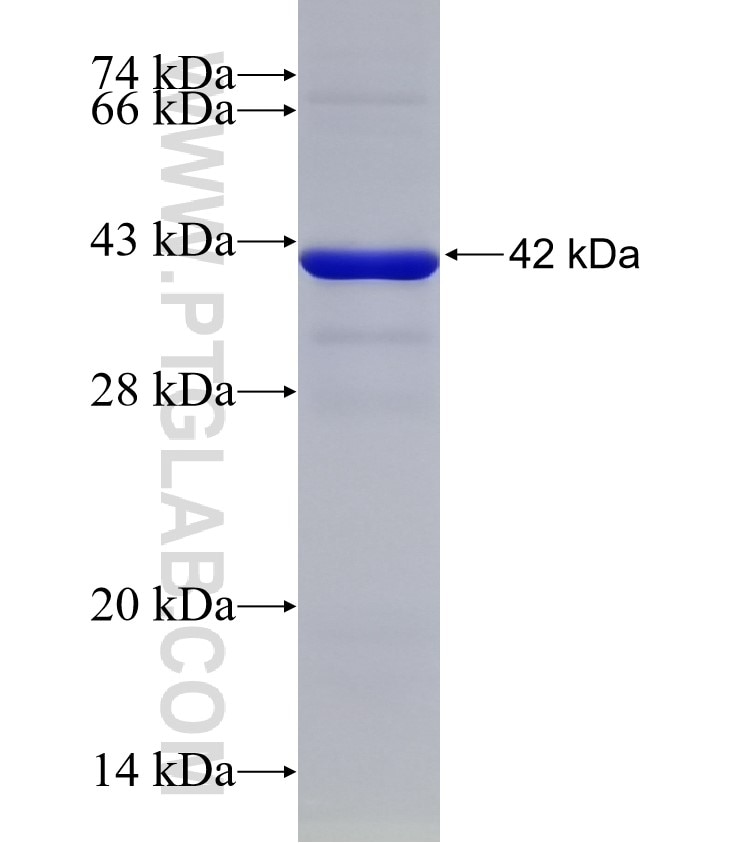 SMURF2 fusion protein Ag33419 SDS-PAGE