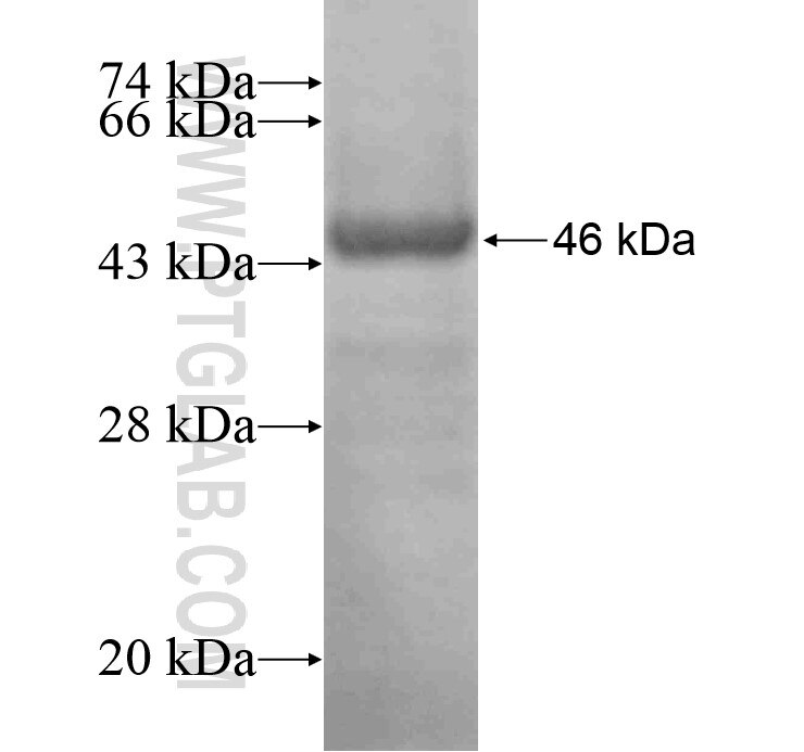 SMURF2 fusion protein Ag12666 SDS-PAGE