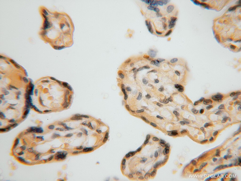 IHC staining of human placenta using 16151-1-AP