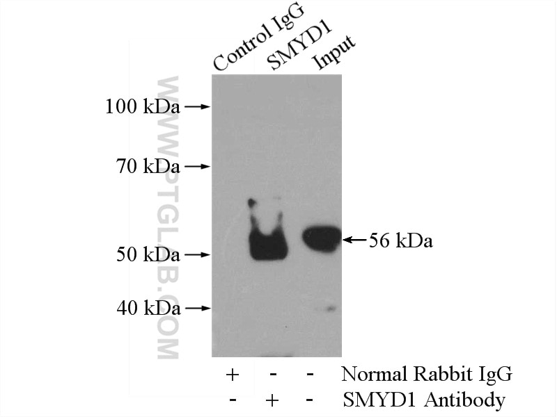 Immunoprecipitation (IP) experiment of mouse heart tissue using SMYD1-Specific Polyclonal antibody (16151-1-AP)