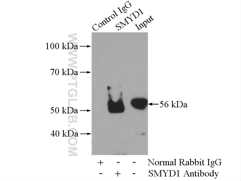 Immunoprecipitation (IP) experiment of mouse heart tissue using SMYD1-Specific Polyclonal antibody (16151-1-AP)