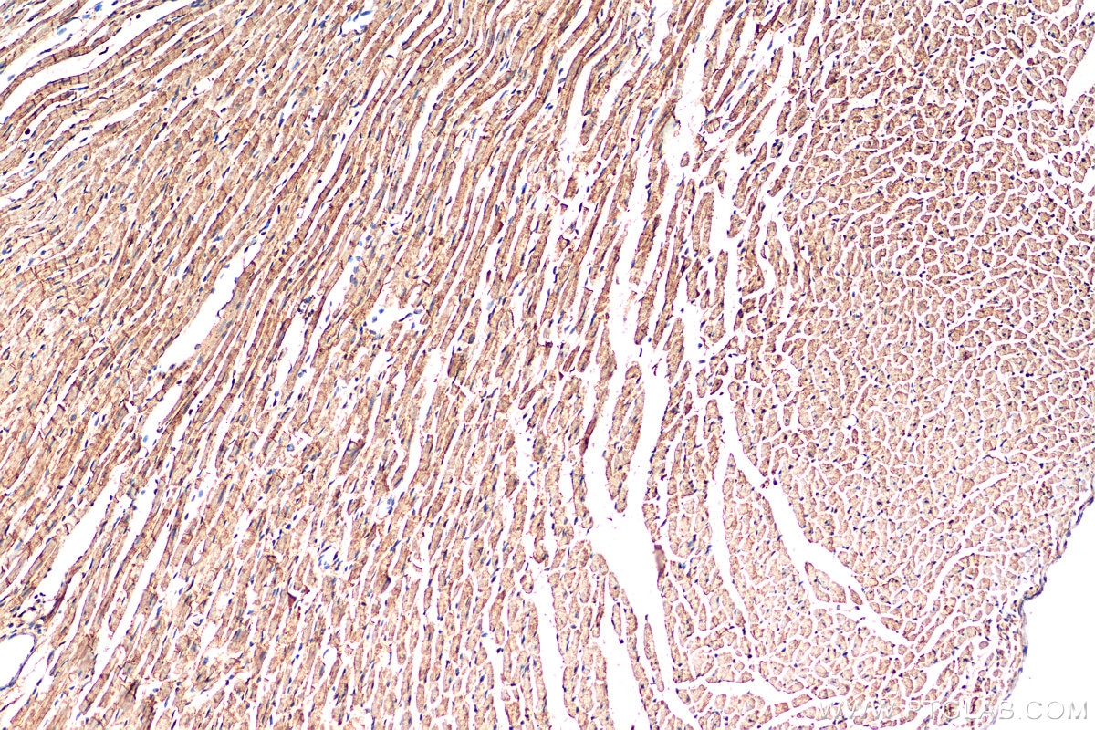 IHC staining of rat heart using 21290-1-AP